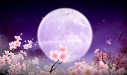 月夜视频,探寻神秘月色下的奇幻世界